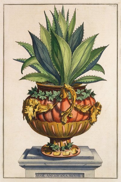 Aloe Americana Minor, da 